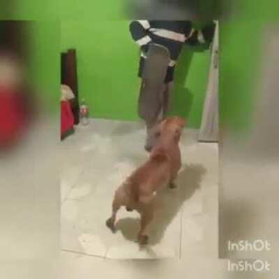 Orslok: Los perros son tontos. El perro: