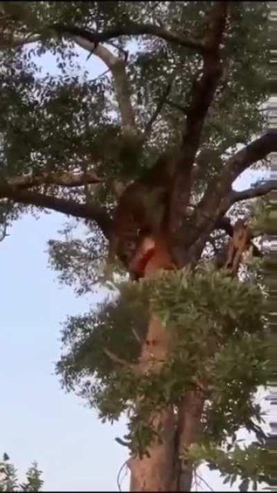 🔥 Leopard takes its killed (Impala) to the top of a tree