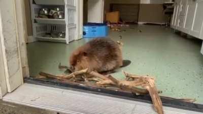 A beaver in a rehab facility decided to build a dam by the doorway