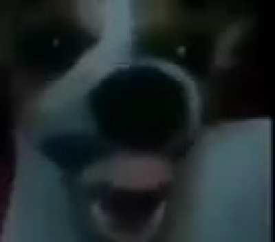 Creepy laughing dog