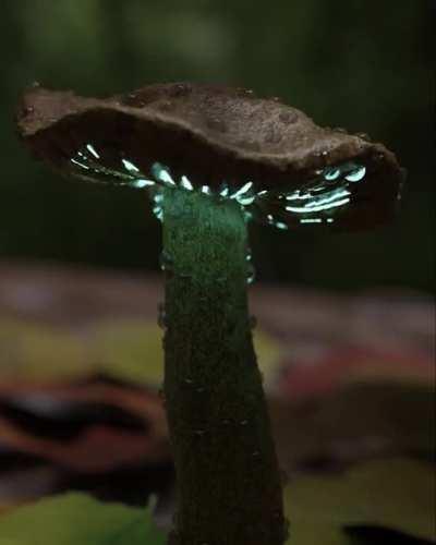 Mushrooms are happy after it rains