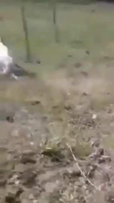 The dog vs lizard