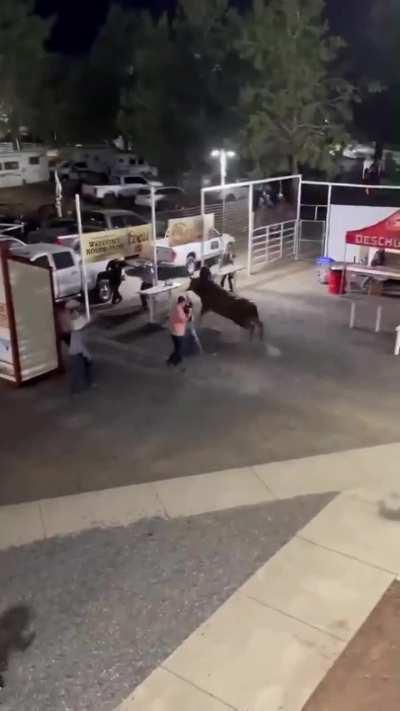 To confine a large angry beast, weighing 1,800 pounds, in a cage