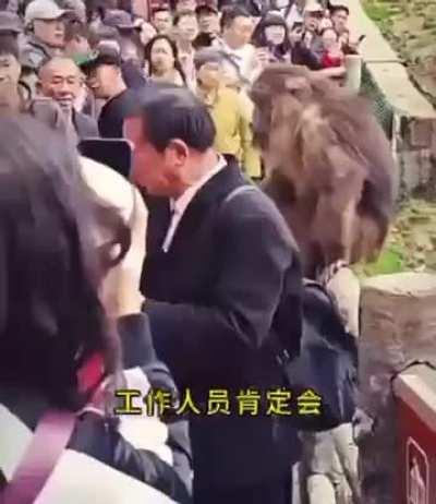 Chinese tourist touches wild monkey