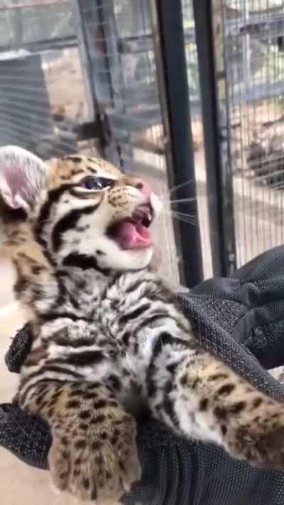 ocelot kitten at the Cincinnati zoo!!