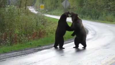 Epic grizzly bear fight!