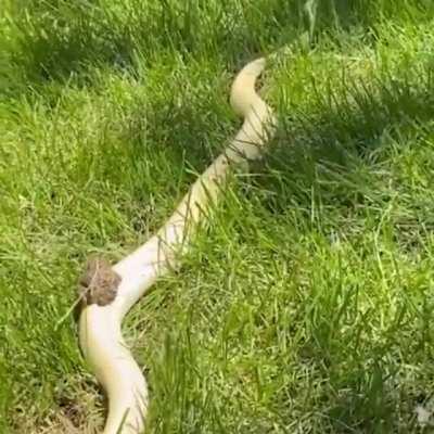 Toad riding a snake