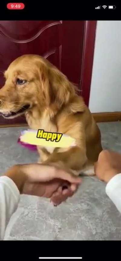 Doggo gets tricked