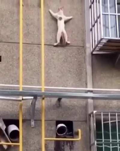 A cat with some impressive climbing skills