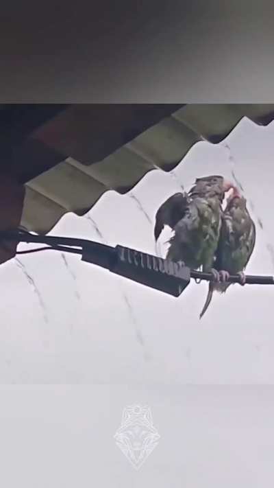 Bird Pushes Its Buddy Out Of The Rain