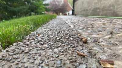 The sound of a chipmunk running with a mouth full of peanuts