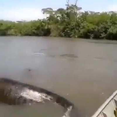 Fishermen Found A Huge Anaconda.