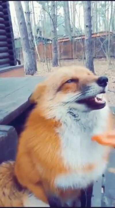 This fox loves getting trimmed