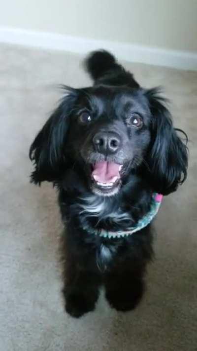 My happy rescue pupper Bailey wants to show you her smile