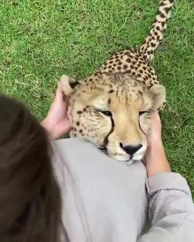 The sounds a cheetah makes when receiving a Massage