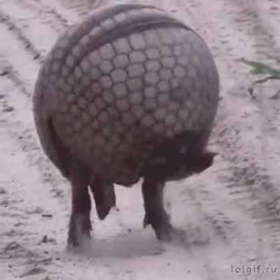 Armadillo rolls up into a ball