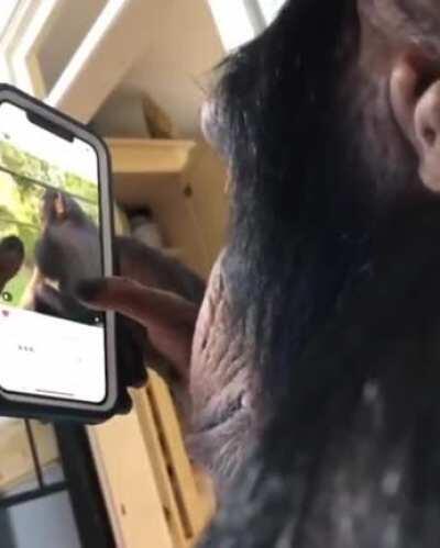 Chimpanzee casually using instagram