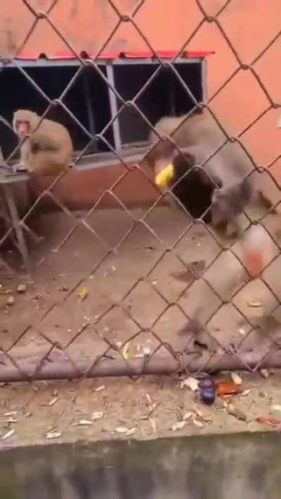 monkey goes bananas