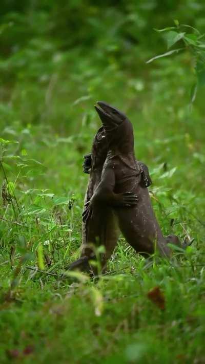 🔥An intense encounter between two Monitor Lizards