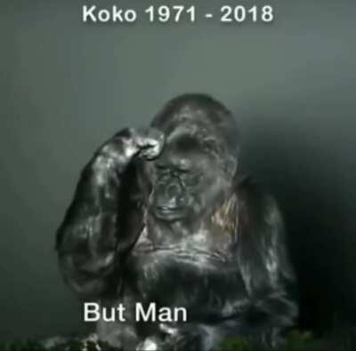 Koko's final message to humanity