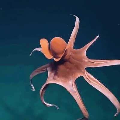 Incredible octopus stretching it's tentacles to form a huge balloon captured by EVN Nautilus.