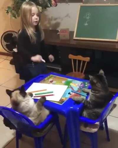 Kitties are so attentive in the class and the teacher is damn serious about the subject too.