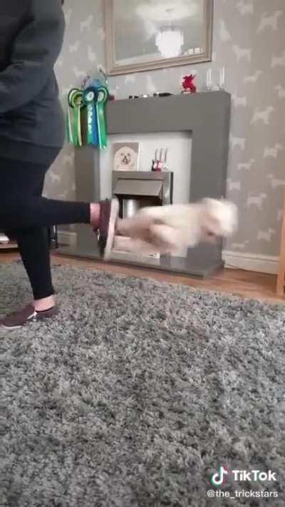 This little dog has moves