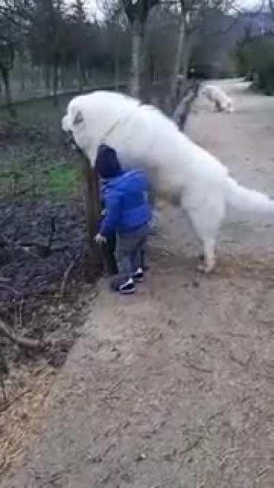 bodyguard of herding dogs