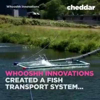 System helps native fish pass over dams in seconds rather than days