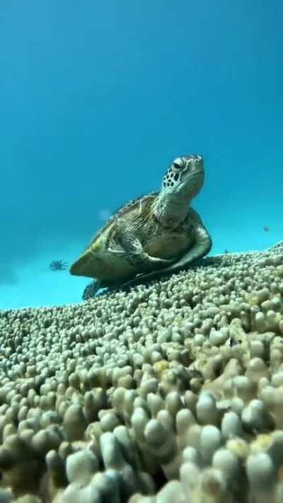 🔥Turtle yawning under the sea