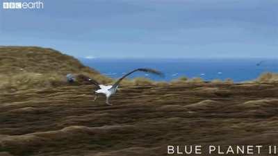 Albatross are so large that in order to take off from land, they need to find long stretches of flat terrain and run into the wind to gain lift for their large wings. Nature’s airplanes…