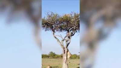 Leopard unhappy about being trapped up a tree by a lion, so she pooped on it - it worked