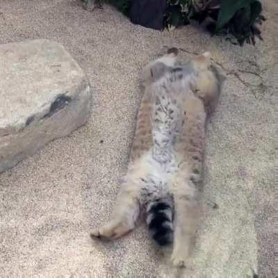 Pallas Cat stretch