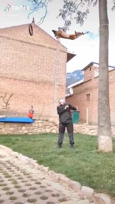 The way this dog practically flies through the air to get to the hoop