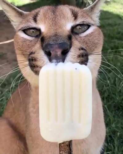 Everyone loves ice cream