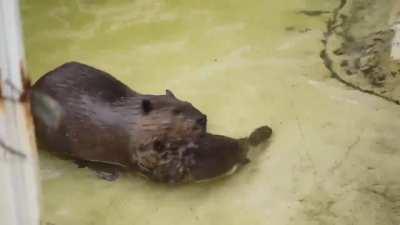 Baby beaver went swimming in the pool but his mother didn't let him swim 😂