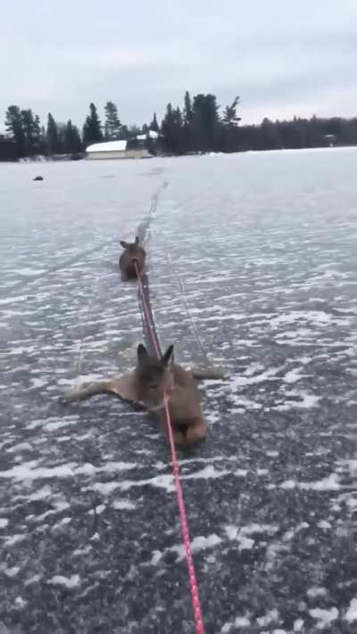 Guy saves an entire family of deer stranded on a frozen lake in Ontario