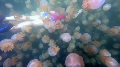 Jellyfish Lake, Rock Islands, Palau by Filip Kulisev