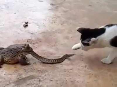 A snake fighting a cat while being eaten by a giant frog