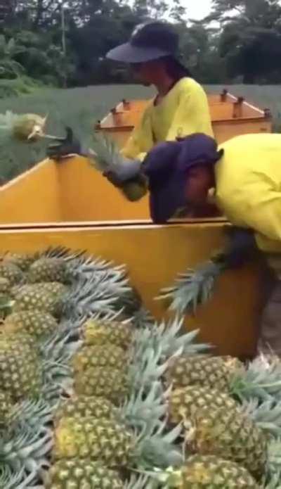 These Synchronized Pineapple Collectors at Work