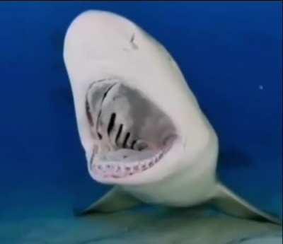 A lemon shark getting it's teeth cleaned by a remora 