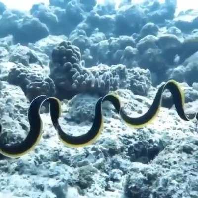 The mesmerizing movements of the Ribbon Eel