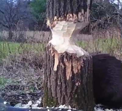 How a beaver cuts down a tree.