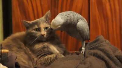 Parrot annoys cat