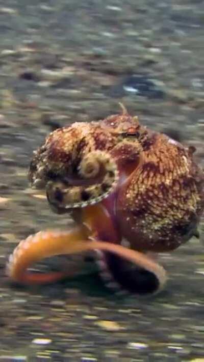 Some biologists refer to octopuses having six &quot;arms&quot; and two &quot;legs&quot; because the two rear appendages are generally used to walk on the seafloor.