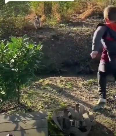 The way this dogger smack down the little human