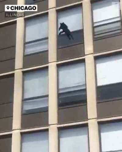 Cat jumping from 5th floor