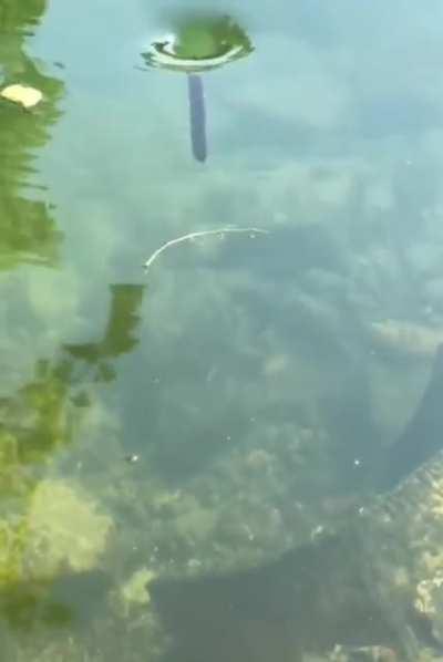 A stick getting caught in a tiny whirl pool