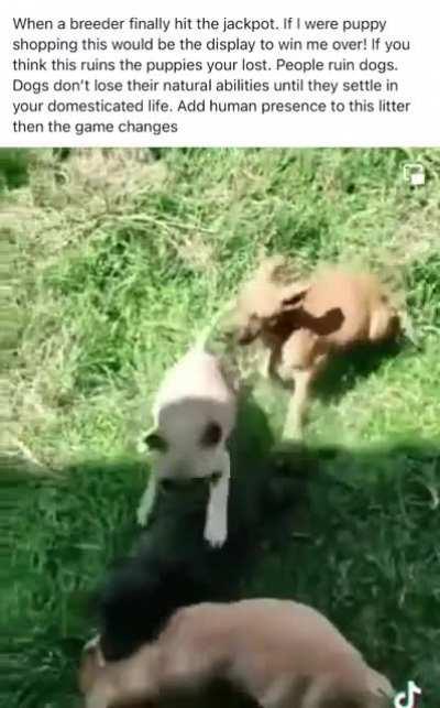 Found on Facebook in a pitbull group. Call me crazy but this definitely isn’t the type of behavior that would, “win me over.” How can this dude watch the video & say, “people ruin dogs.” I’ve never seen this level of aggression in any litter - his cap