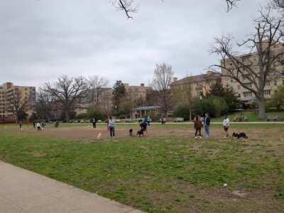 Happy unleashed dogs at Meridian Hill Park